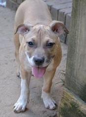 American Pit Bull Terrier Dogs for adoption in Bronx, NY, USA