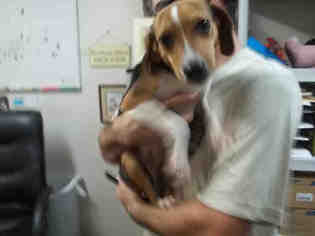 Beagle Dogs for adoption in Fort Walton Beach, FL, USA