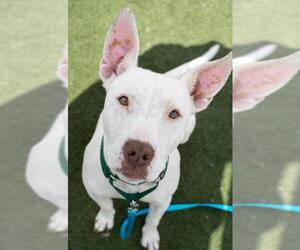 Bulldog-Labrador Retriever Mix Dogs for adoption in Salem, MA, USA