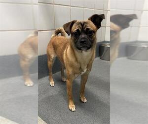 Pug-Unknown Mix Dogs for adoption in San Antonio, TX, USA