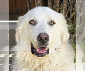 Great Pyrenees-Unknown Mix Dogs for adoption in Albuquerque, NM, USA