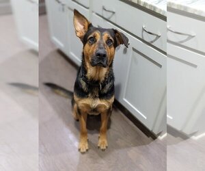German Shepherd Dog-Unknown Mix Dogs for adoption in Rolesville, NC, USA