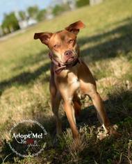 Unknown-Vizsla Mix Dogs for adoption in Fort Lauderdale, FL, USA