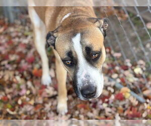 Staffordshire Bull Terrier-Unknown Mix Dogs for adoption in Tulsa, OK, USA