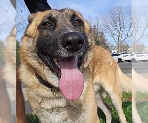 German Shepherd Dog-Leonberger Mix Dogs for adoption in Sacramento, CA, USA
