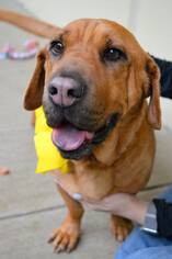 Ba-Shar Dogs for adoption in McKinney, TX, USA