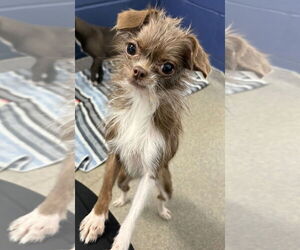 Shih Tzu-Unknown Mix Dogs for adoption in Sterling, MA, USA