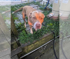 Mutt Dogs for adoption in Jackson Township, NJ, USA