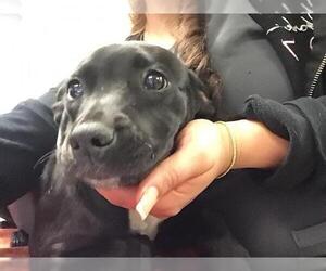 American Pit Bull Terrier-Unknown Mix Dogs for adoption in Riverside, CA, USA