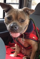 Staffordshire Bull Terrier Dogs for adoption in Potomac, MD, USA