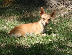 Chiweenie Dogs for adoption in Frisco, TX, USA