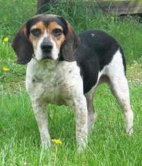 Beagle Dogs for adoption in Stockport, OH, USA