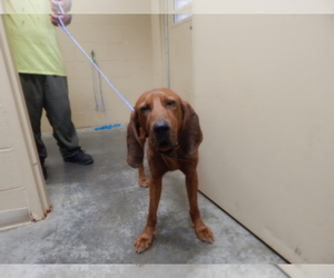 Redbone Coonhound Dogs for adoption in Pikeville, KY, USA