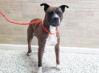 Boxer Dogs for adoption in Mount Carmel, IL, USA