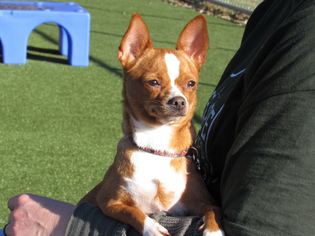 Chihuahua Dogs for adoption in Alton, IL, USA