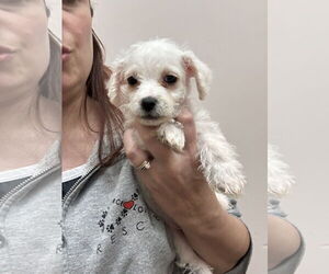 Chihuahua-Miniature Schnauzer Mix Dogs for adoption in Stephens City, VA, USA