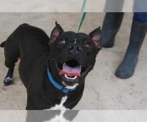 American Bulldog Dogs for adoption in Gainesville, FL, USA