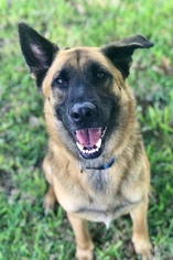 German Shepherd Dog-Unknown Mix Dogs for adoption in Angleton, TX, USA