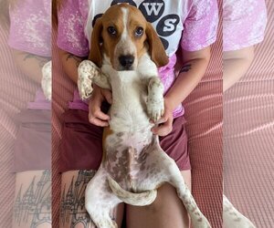 Beagle Dogs for adoption in Kansas City, MO, USA