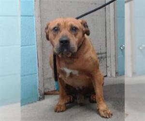 American Pit Bull Terrier Dogs for adoption in Downey, CA, USA