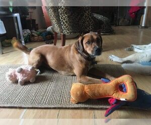 Mountain Cur-Unknown Mix Dogs for adoption in Union, WV, USA