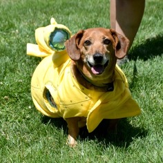 Dachshund Dogs for adoption in Huntley, IL, USA