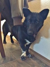 Pembroke Welsh Corgi-Unknown Mix Dogs for adoption in Wasilla, AK, USA