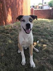 Mutt Dogs for adoption in Los Banos, CA, USA