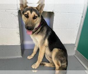 German Shepherd Dog-Unknown Mix Dogs for adoption in Visalia, CA, USA