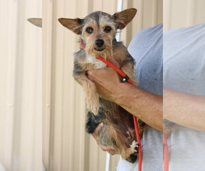 Mutt Dogs for adoption in Bandera, TX, USA