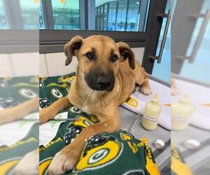 German Shepherd Dog-Unknown Mix Dogs for adoption in San Martin, CA, USA