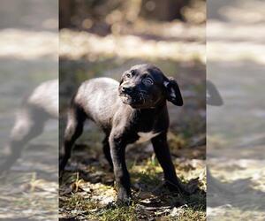 Labrador Retriever-Unknown Mix Dogs for adoption in Belleville, IL, USA