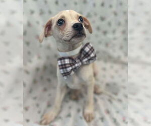 Puggle Dogs for adoption in Lakewood, CO, USA