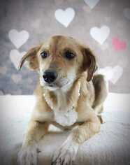Golden Retriever-Unknown Mix Dogs for adoption in Bronx, NY, USA