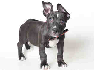 Small American Pit Bull Terrier-Chihuahua Mix