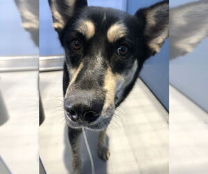 German Shepherd Dog Dogs for adoption in San Bernardino, CA, USA