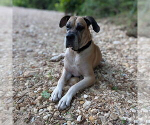 Daniff Dogs for adoption in Vail, AZ, USA