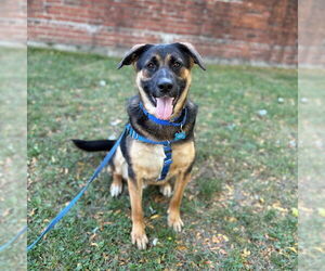 German Shepherd Dog-Unknown Mix Dogs for adoption in Boston, MA, USA