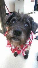 Mutt Dogs for adoption in O'Fallon, MO, USA