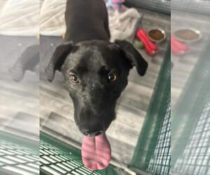 Labrador Retriever-Unknown Mix Dogs for adoption in Calgary, Alberta, Canada