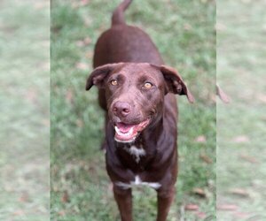 Labrador Retriever-Unknown Mix Dogs for adoption in Ocean Springs, MS, USA