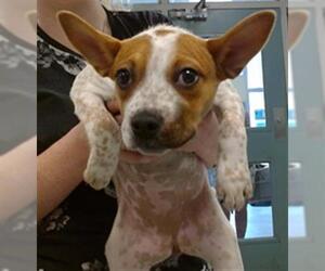 Mutt Dogs for adoption in Oklahoma City, OK, USA