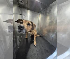 Labrador Retriever-Unknown Mix Dogs for adoption in San Antonio, TX, USA