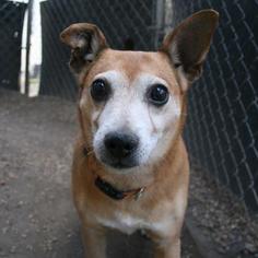 Minnie Jack Dogs for adoption in Norfolk, VA, USA