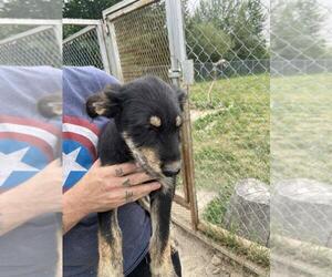 Mutt Dogs for adoption in Calgary, Alberta, Canada
