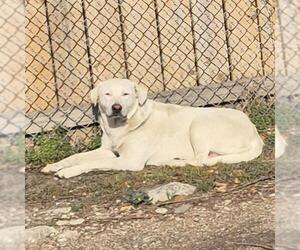 Labrador Retriever-Unknown Mix Dogs for adoption in San Antonio, TX, USA