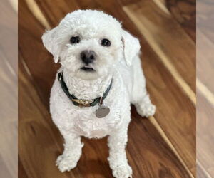 Poodle (Miniature) Dogs for adoption in Chico, CA, USA