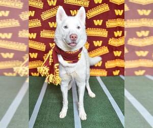 Siberian Husky Dogs for adoption in Forestville, MD, USA