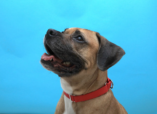 Bogle Dogs for adoption in Birdsboro, PA, USA