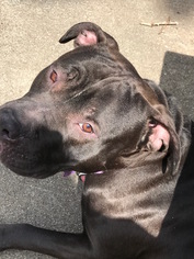 American Pit Bull Terrier-American Staffordshire Terrier Mix Dogs for adoption in Spring Valley , NY, USA